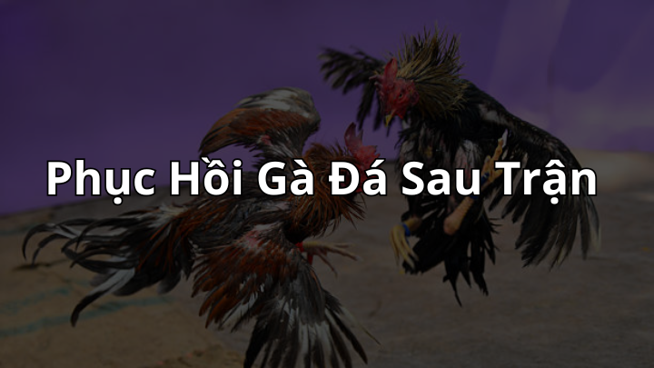 Phục Hồi Gà Đá Sau Trận - Phương Pháp Toàn Diện Từ DaGa88