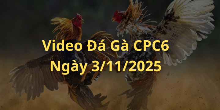 Video Đá Gà Trực Tiếp CPC6 ngày 3/11/2025 Mới Nhất