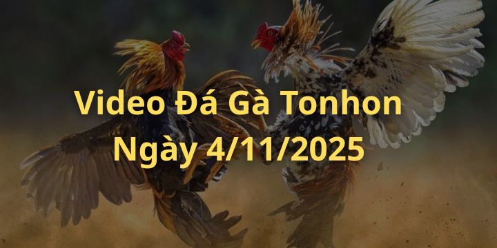 Xem Đá Gà Trực Tiếp Tonhon ngày 4/11/2025