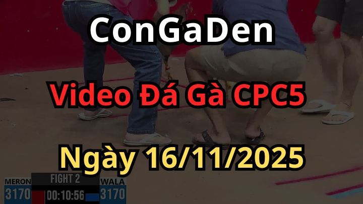 Video Đá Gà Trực Tiếp CPC5 Ngày 16/11/2025 Đá Gà 88