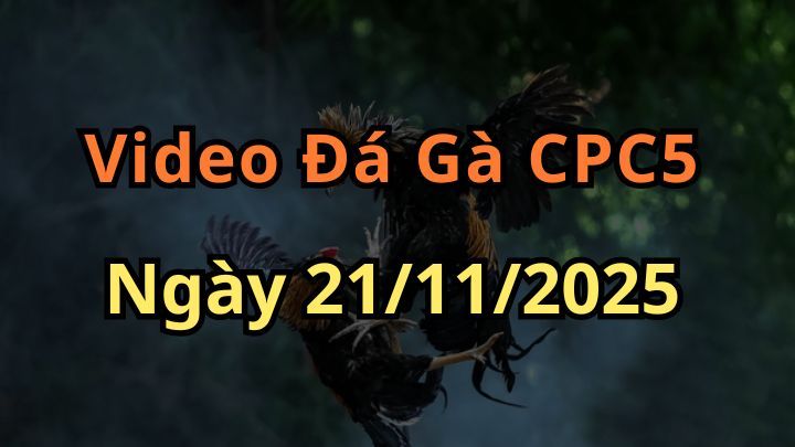 Video Đá Gà Trực Tiếp CPC5 Ngày 21/11/2025