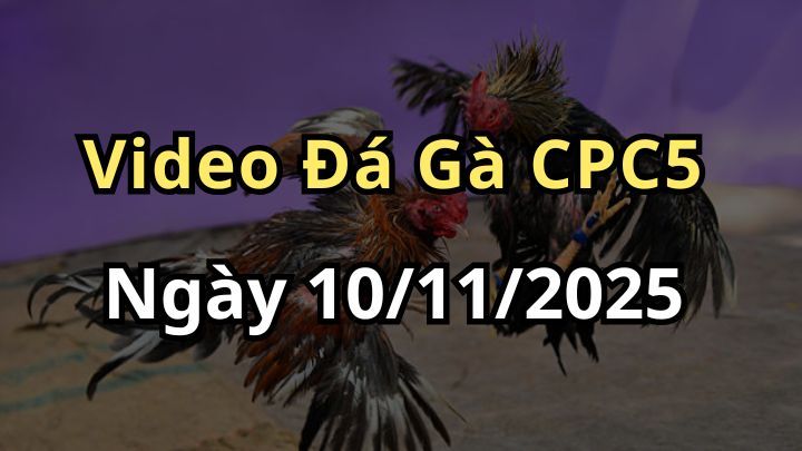 Clip Trực Tiếp Đá Gà CPC4 ngày 10/11/2025
