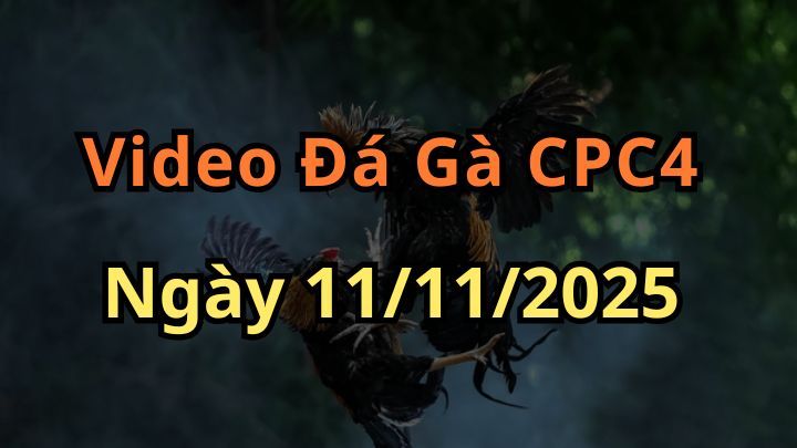 Video Trực Tiếp Đá Gà Thomo CPC4 11/11/2025