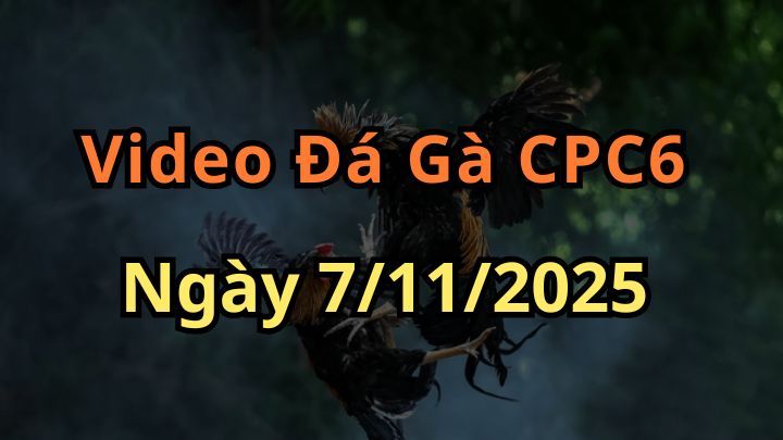 Video Đá Gà Trực Tiếp CPC6 ngày 7/11/2025 - Đá Gà 88