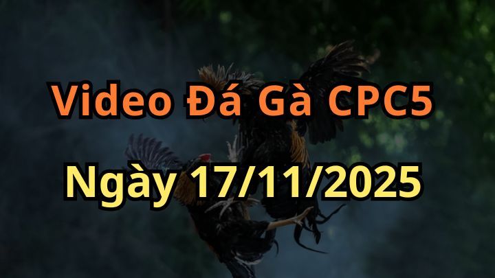 Video Đá Gà Trực Tiếp CPC5 Ngày 17/11/2025 Đá Gà 88