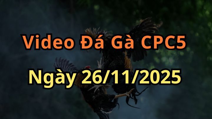Video Đá Gà Trực Tiếp CPC5 Ngày 26/11/2025 Hôm Nay