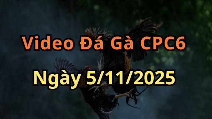 Video đá gà trực tiếp thomo cpc6 ngày 5/11/2025