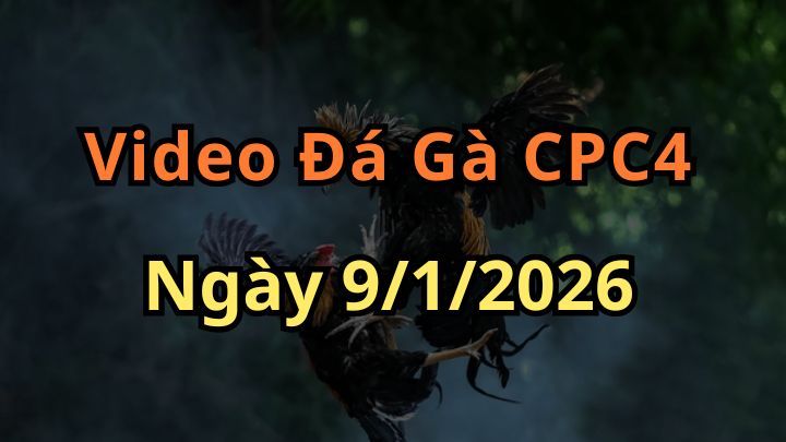 Clip Đá Gà Trực Tiếp CPC4 Ngày 9/1/2026