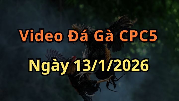Clip Đá Gà Trực Tiếp CPC5 Ngày 13/1/2026
